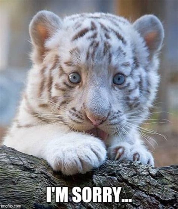 40 Adorable I&rsquo;m Sorry Memes People Won&rsquo;t Be Able To Resist Sorry