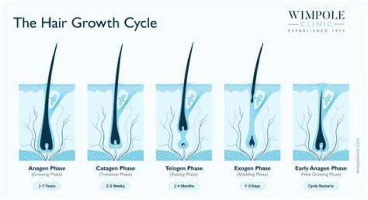 9+ Breathtaking Does Hair Grow Back Quicker After Cutting It