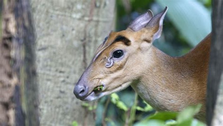 Muntjac Deer Have Bizarre Flaring Scent Glands On Their Face IFLScience