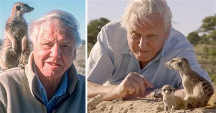 Sir David Attenborough returns to BBC One with natural history series